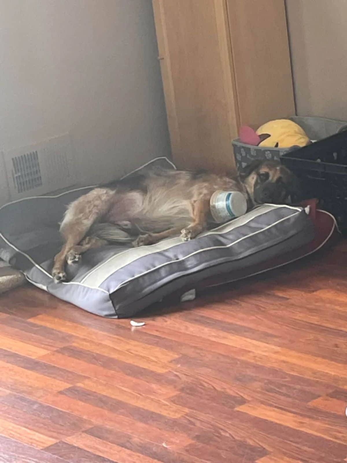 black and brown dog laying on a grey and black dog bed cuddling with a plastic tub