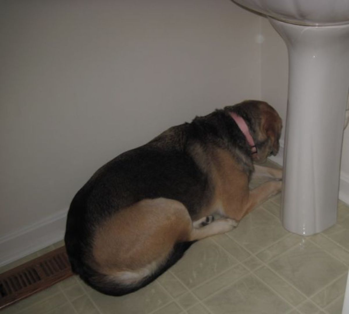 black and brown dog laying on floor next to a washbasin looking at the wall