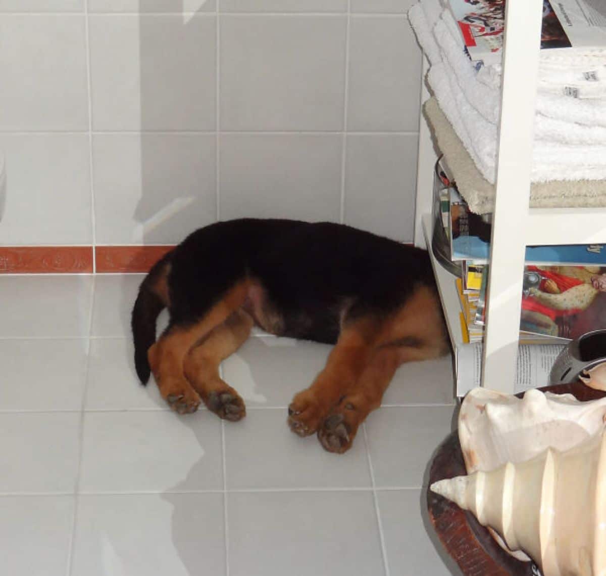 black and brown dog laying on the floor with the head under a white shelf