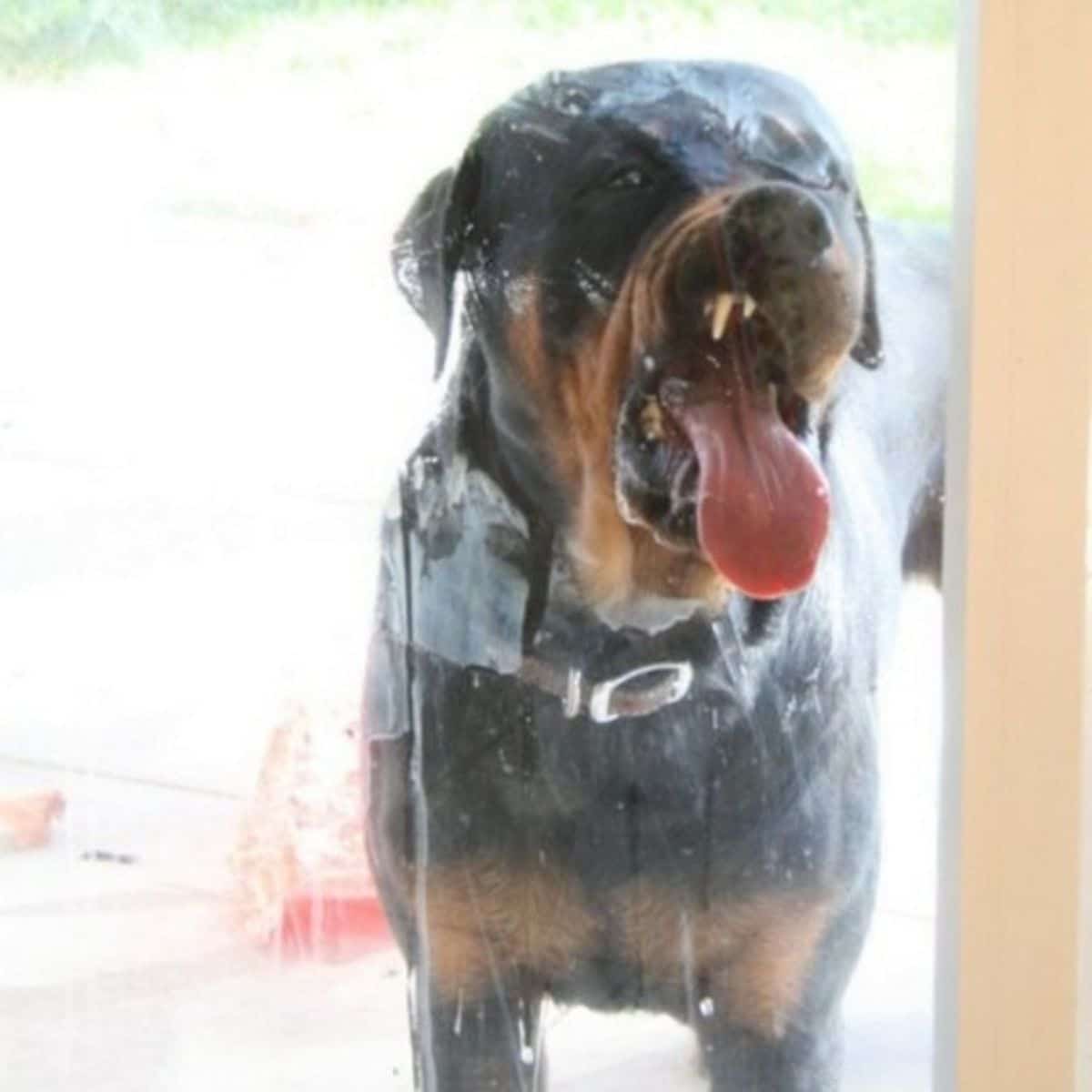 black and brown dog licking a glass