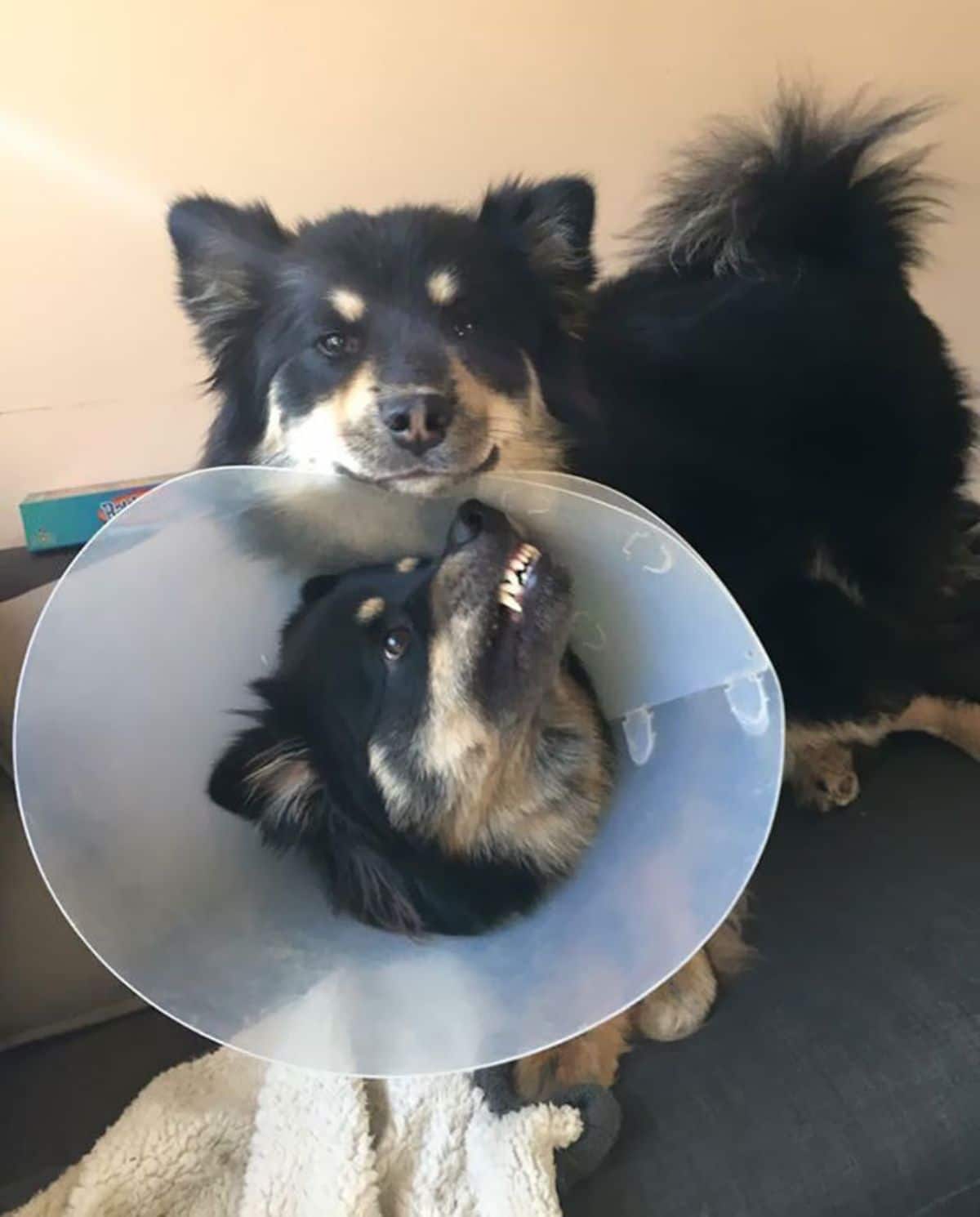 black and brown dog wearing a cone of shame and growling at a black and brown dog resting the chin on the top of the cone