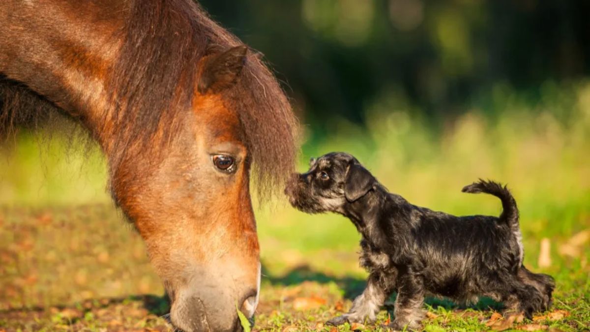 black and brown puppy sniffing a brown horse