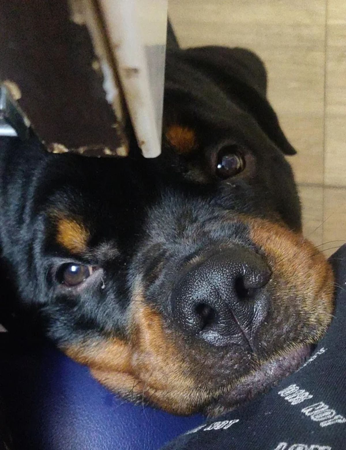 black and brown rottweiler laying its head on someone's knees from under a table