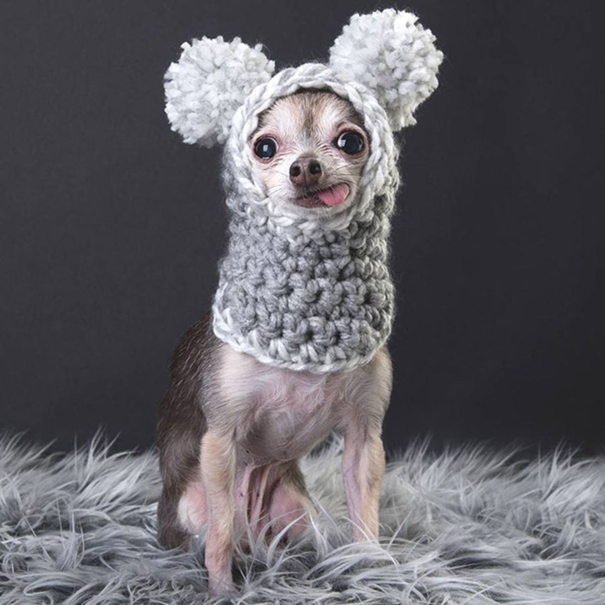 black and grey chihuahua wearing a grey and white crocheted hat that goes down to the chest