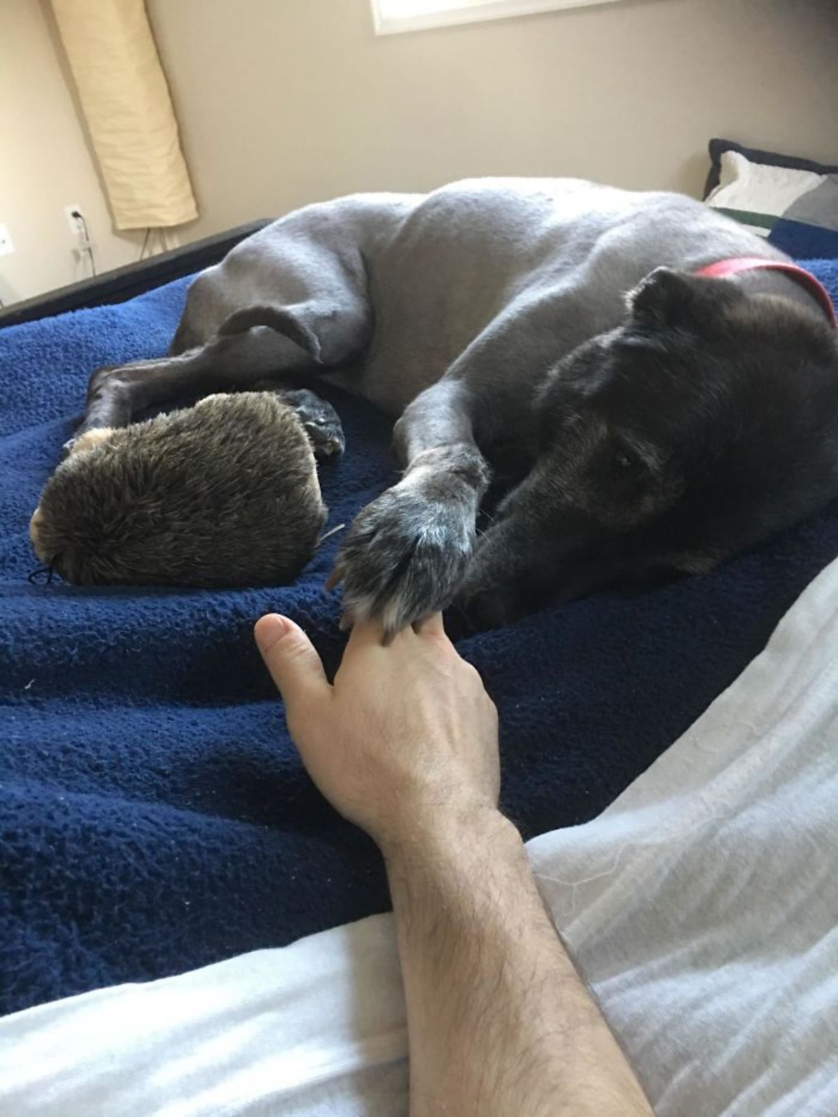 black and grey dog laying on a blue bed with a brown toy holding someone's hand