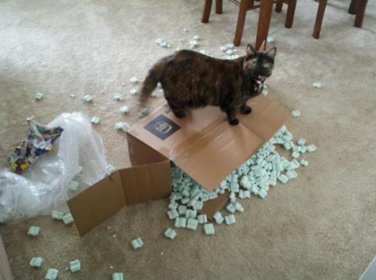 black and orange cat standing on a cardboard box with the contents strewn around