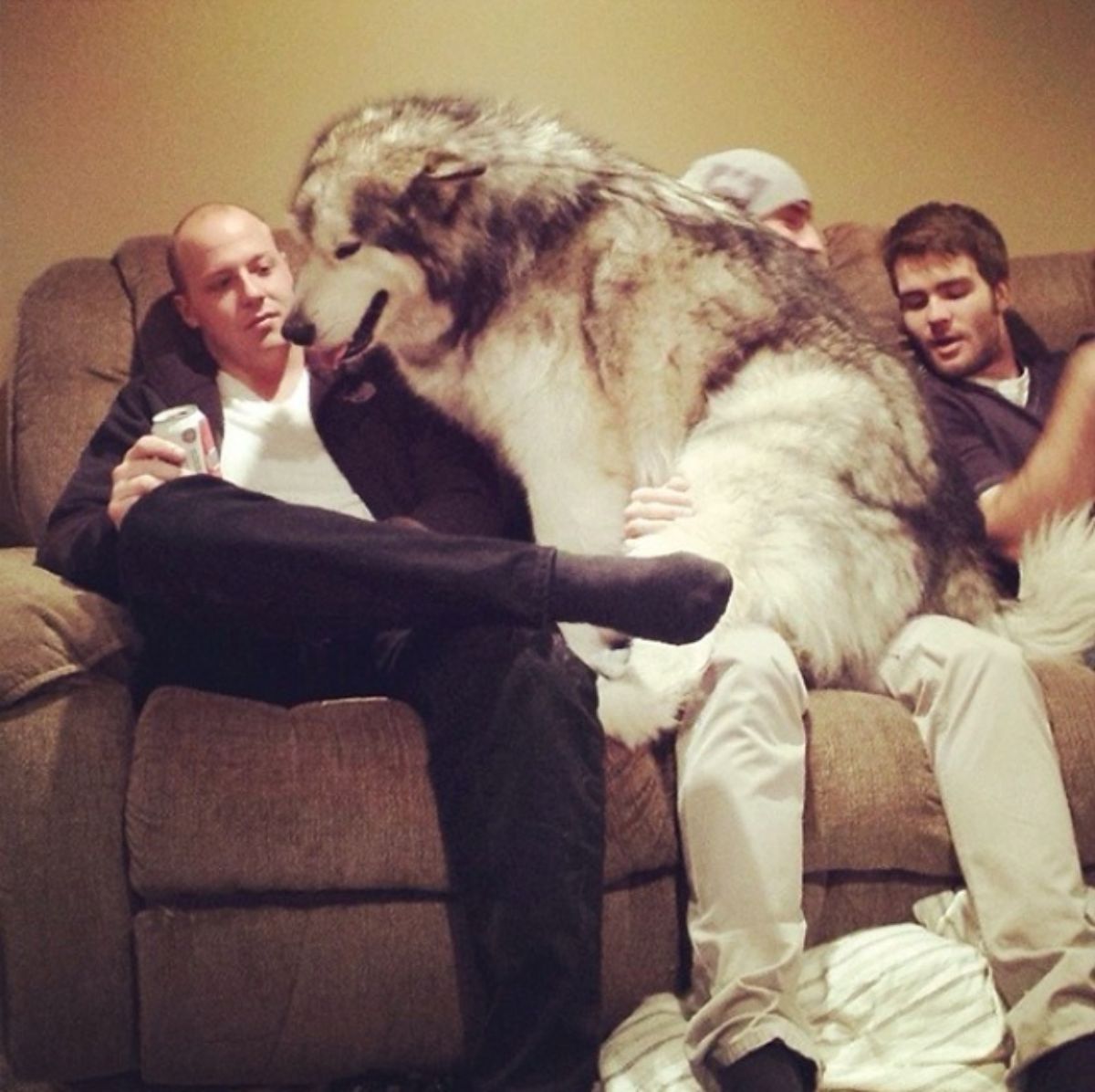 black and white alaskan malamute sitting on the lap of a man on a brown sofa with 2 other men on either side