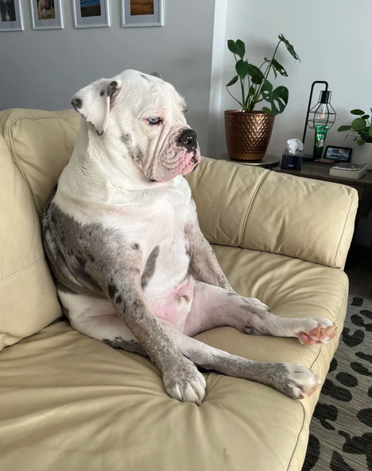 black and white bulldog sitting upright on brown sofa with back legs outstretched
