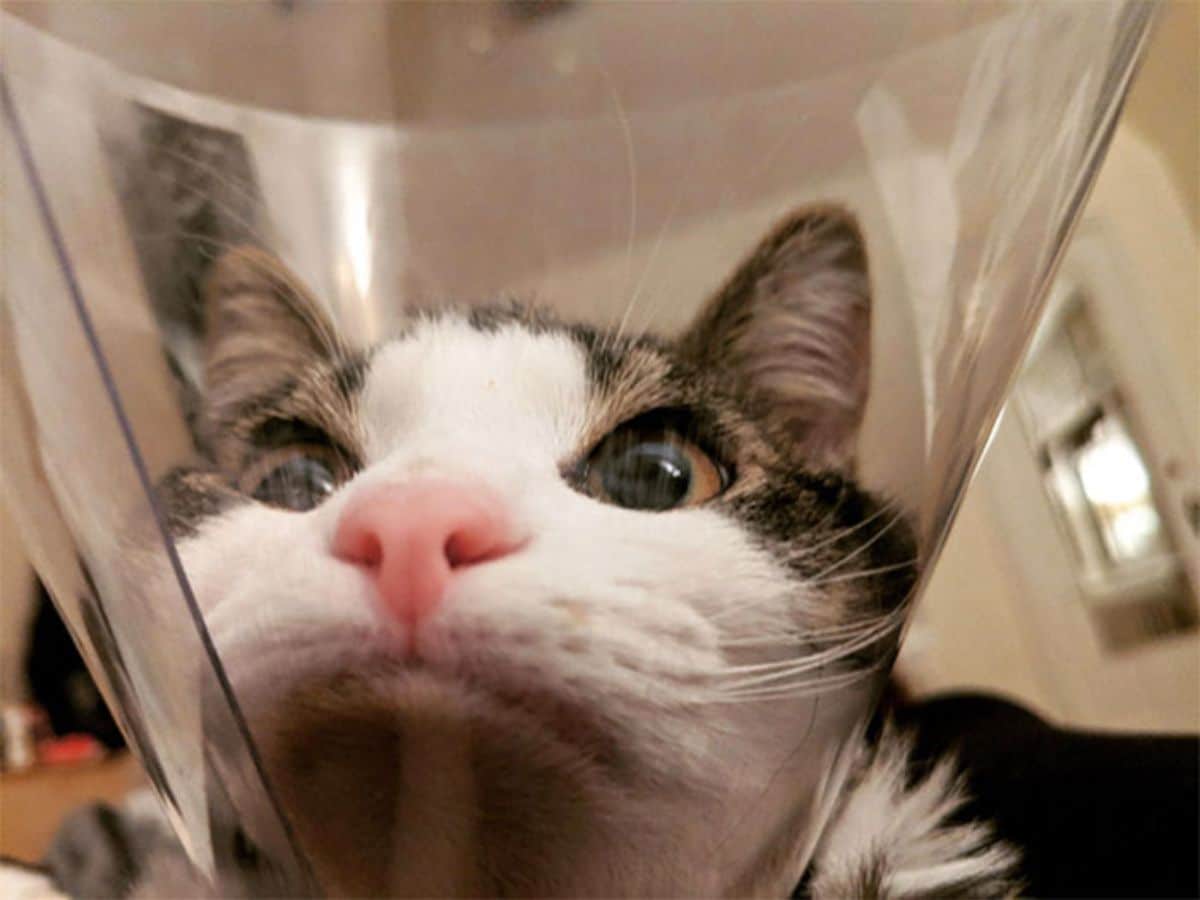 black and white cat in a transparent cone of shame with the mouth smushed against the edge