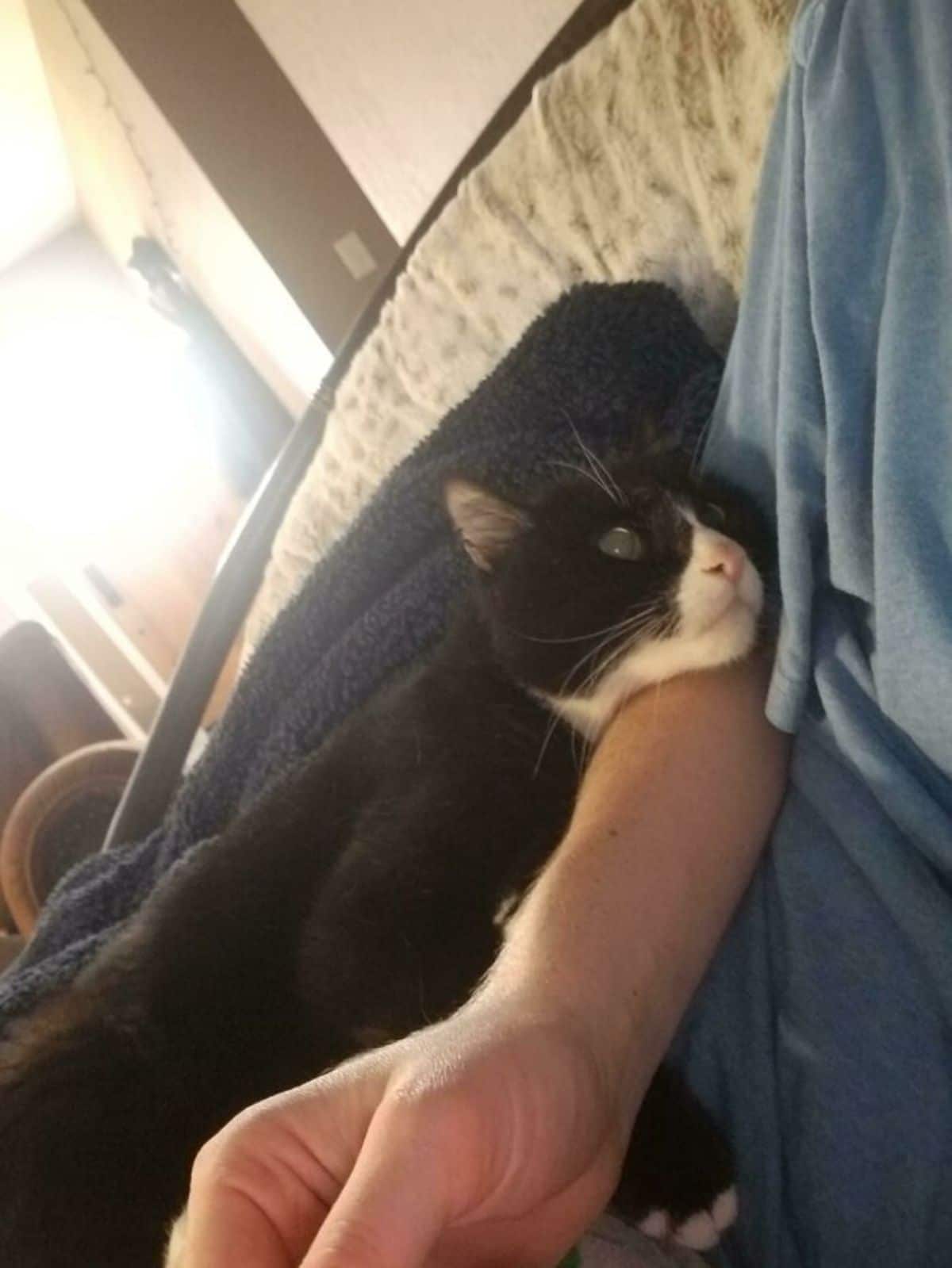 black and white cat laying on someone's arm and looking up lovingly