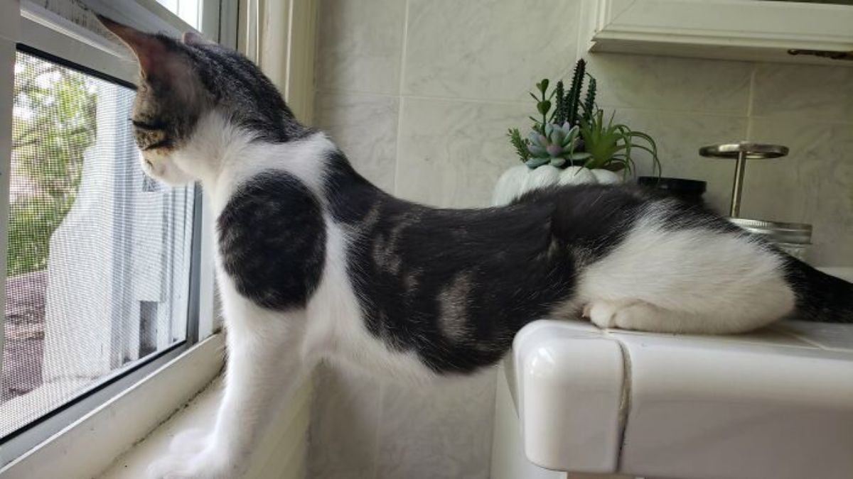 black and white cat laying the back on a table and the front legs on a ledge looking out a window