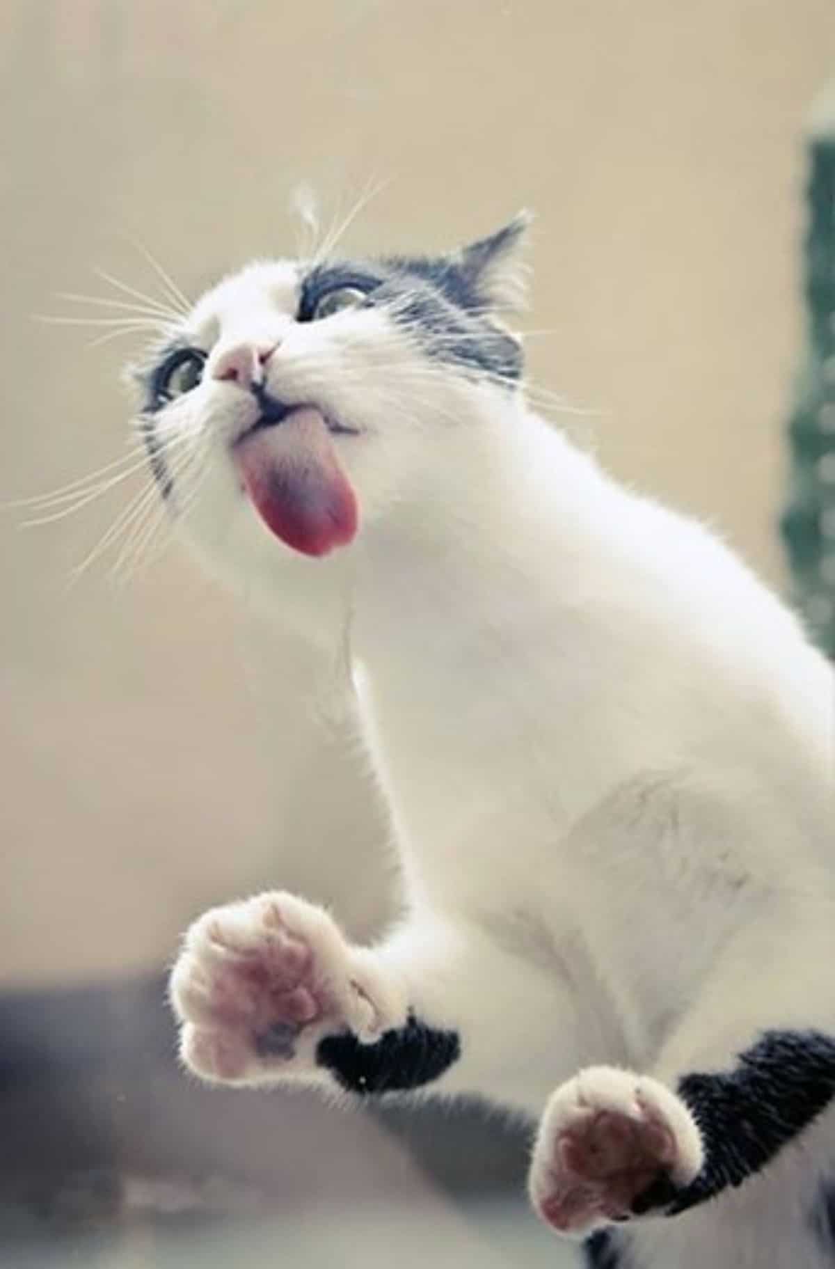 black and white cat standing on a glass and licking it