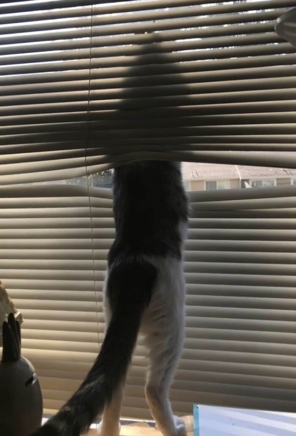 black and white cat standing on hind legs with the top half of the body between the blinds and the window