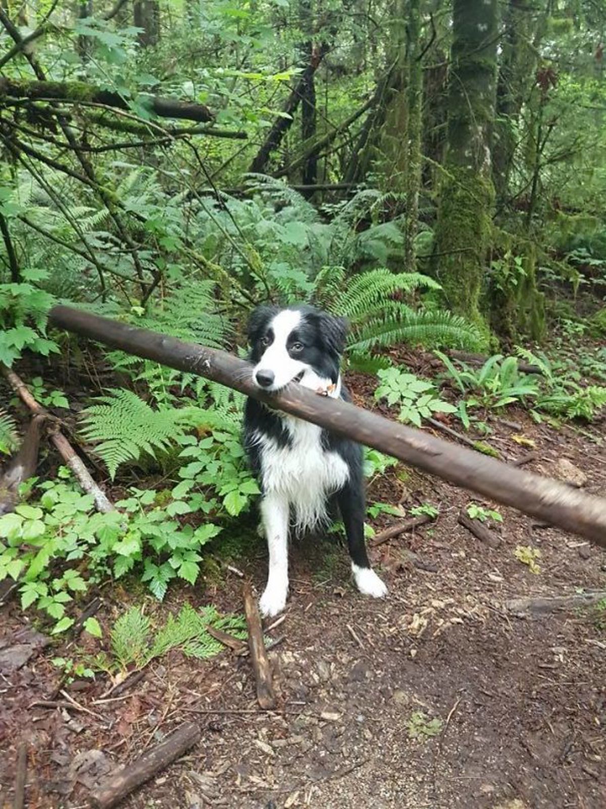 black and white collie sitting in a forest and holding a very long and thick branch