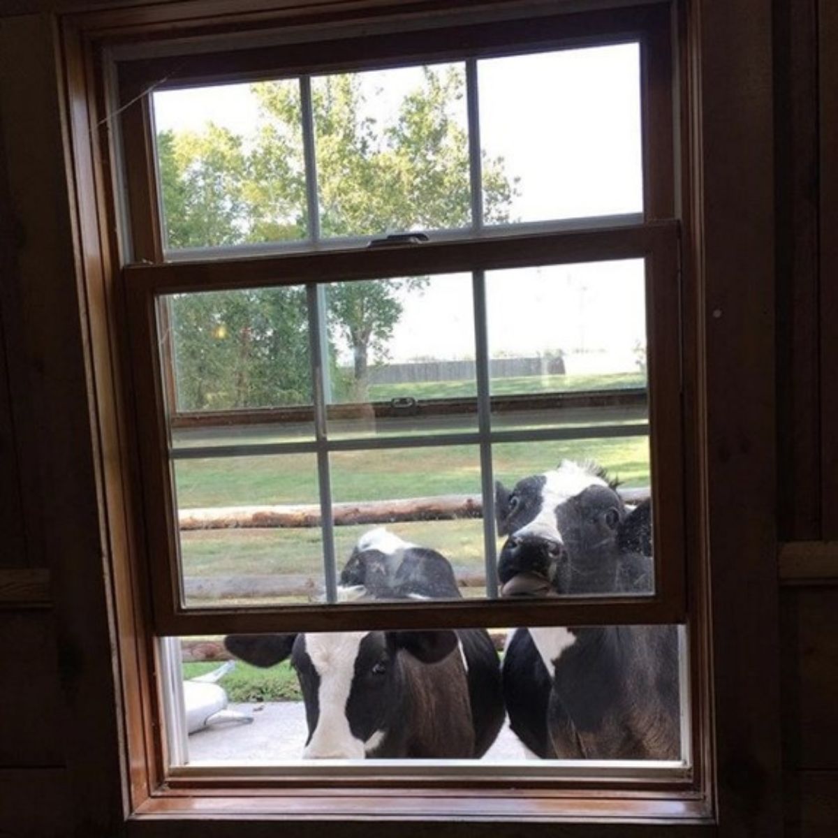 black and white cow licking a glass door