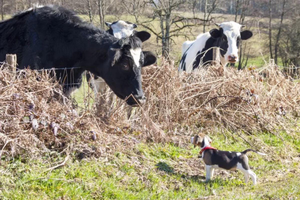 black and white cow looking at a small black brown and white dog with 2 other black and white cows looking on