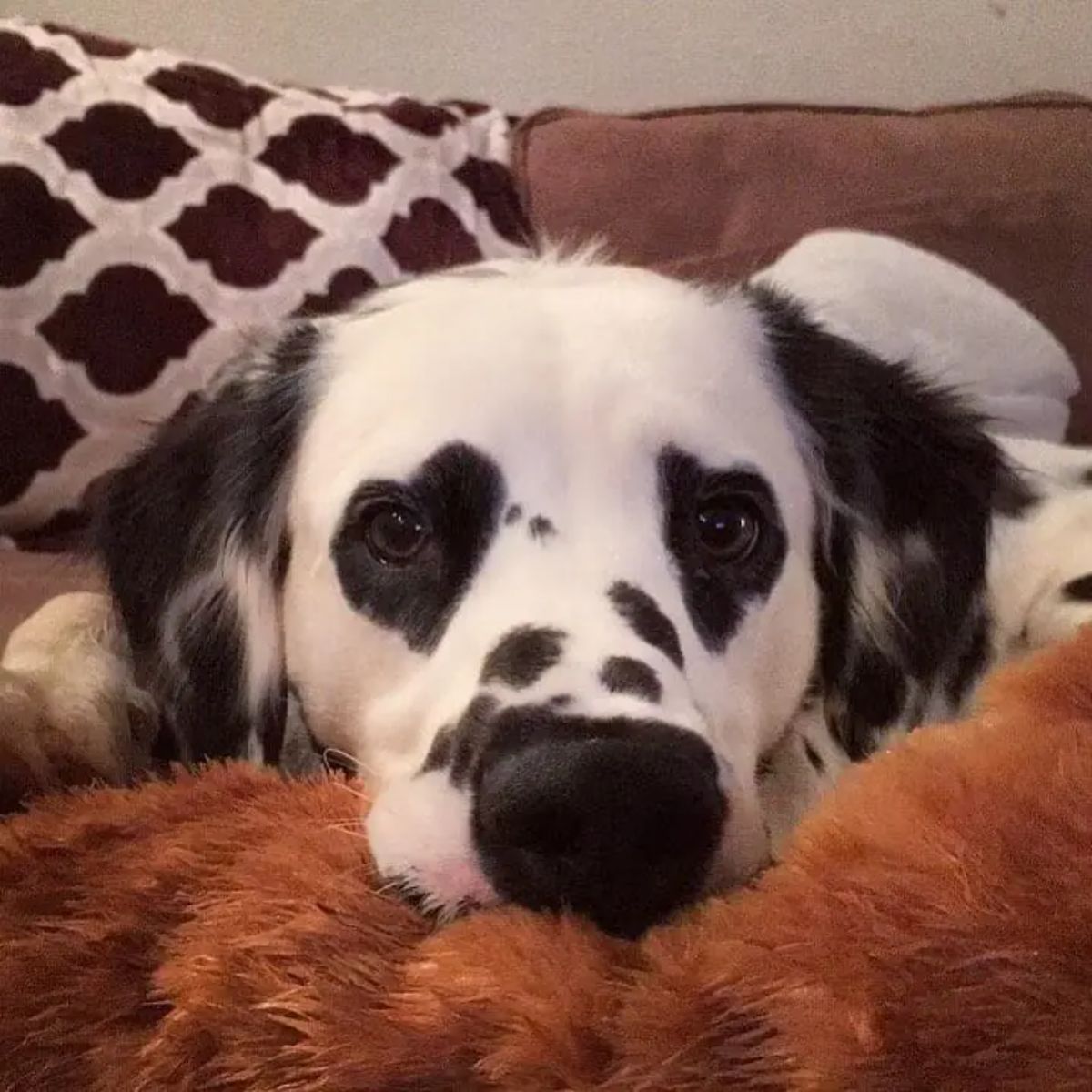 black and white dalmation laying on brown blanket with black heart markings around the eyes
