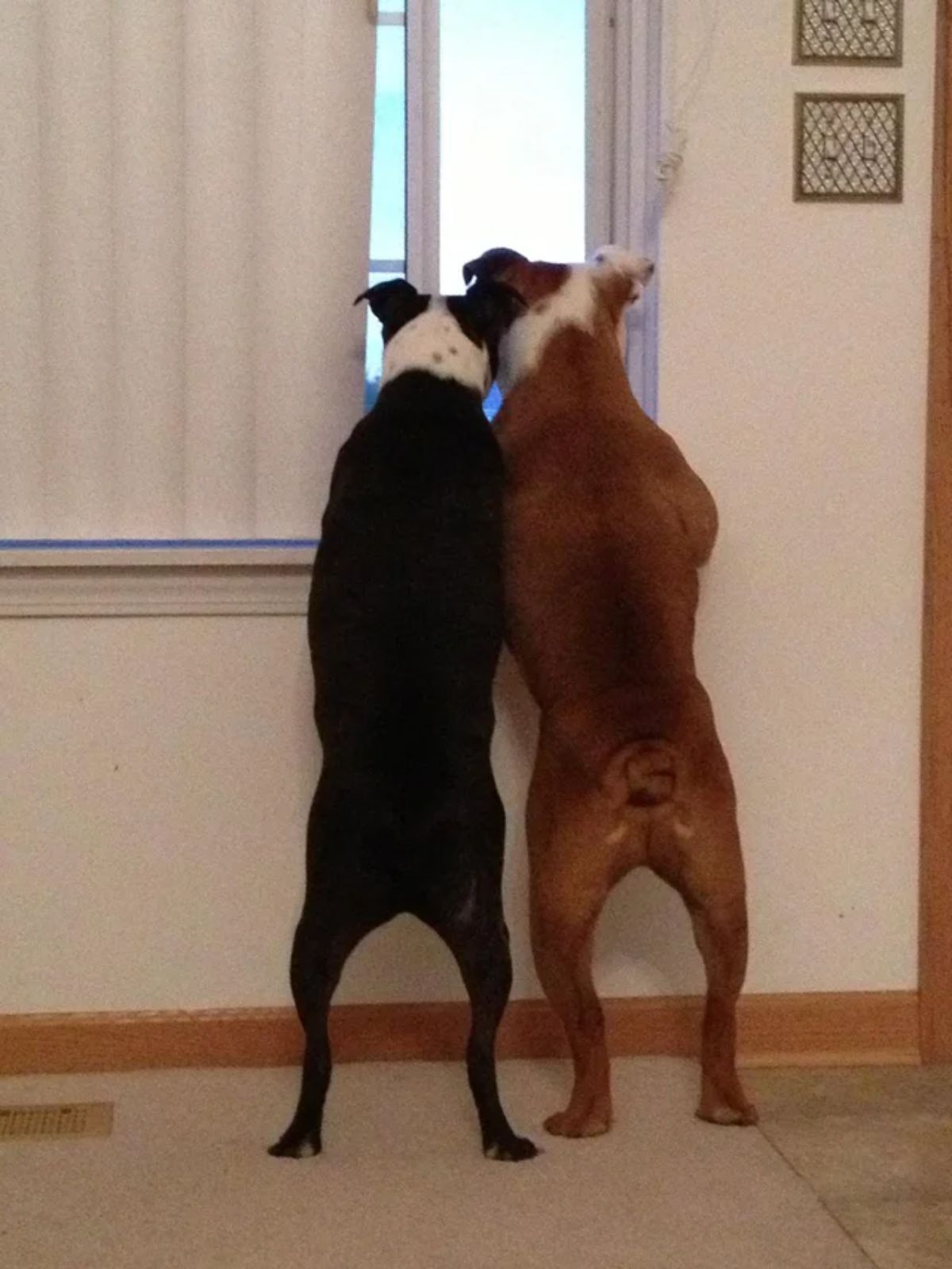 black and white dog and brown and white dog standing on hind legs looking out a window