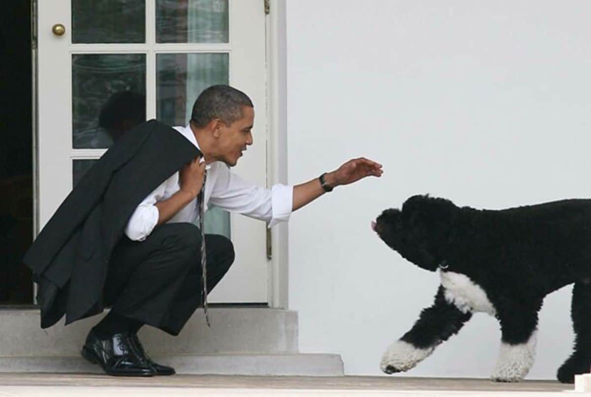 black and white dog coming towards barack obama holding hand out to pet