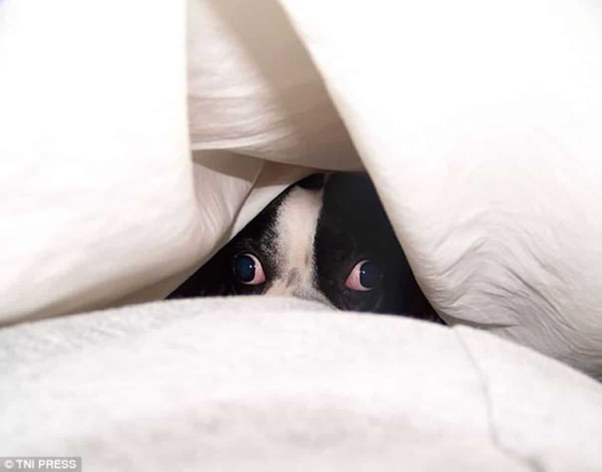 black and white dog hiding under white sheets on a white bed with the eyes showing