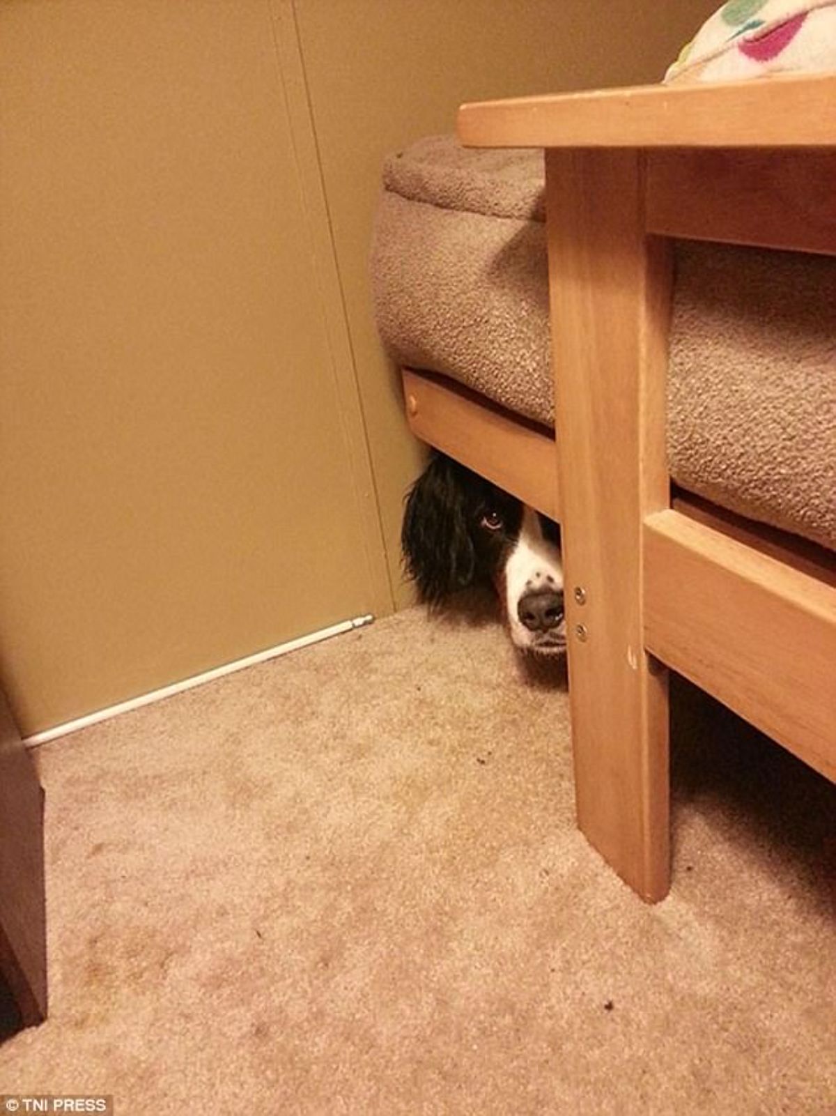 black and white dog hiding behind and under a brown bed