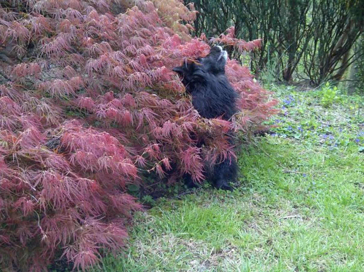 black and white dog in a large bush with red leaves