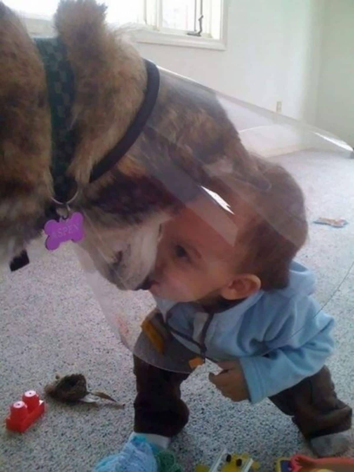 black and white dog in cone of shame with a toddler leaning down to kiss the dog's nose