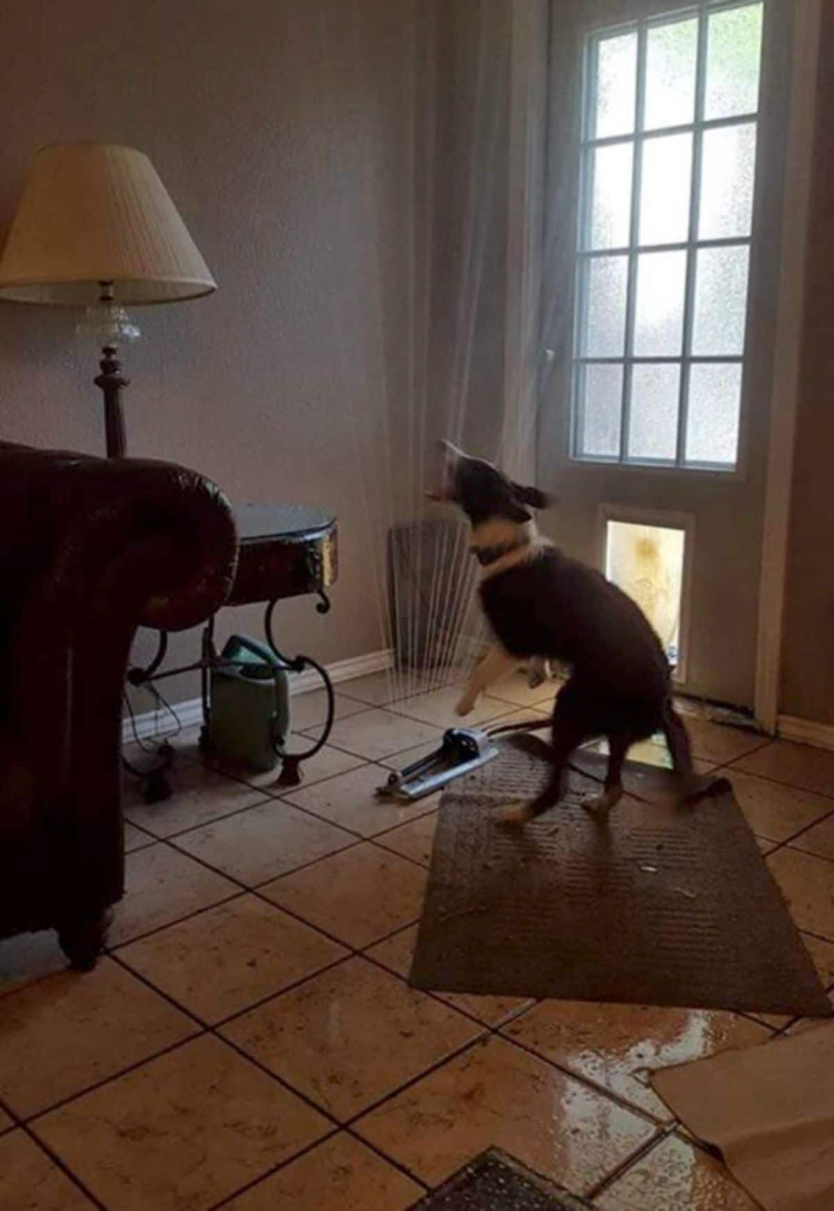 black and white dog jumping up trying to catch the water from a sprinkler inside a house