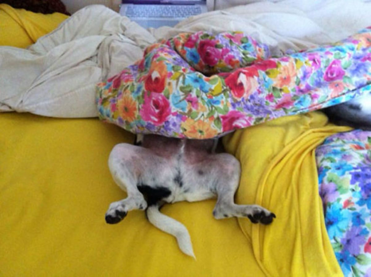 black and white dog laying belly up on yellow bed and hidden under a white and floral blanket and the bottom half sticking out