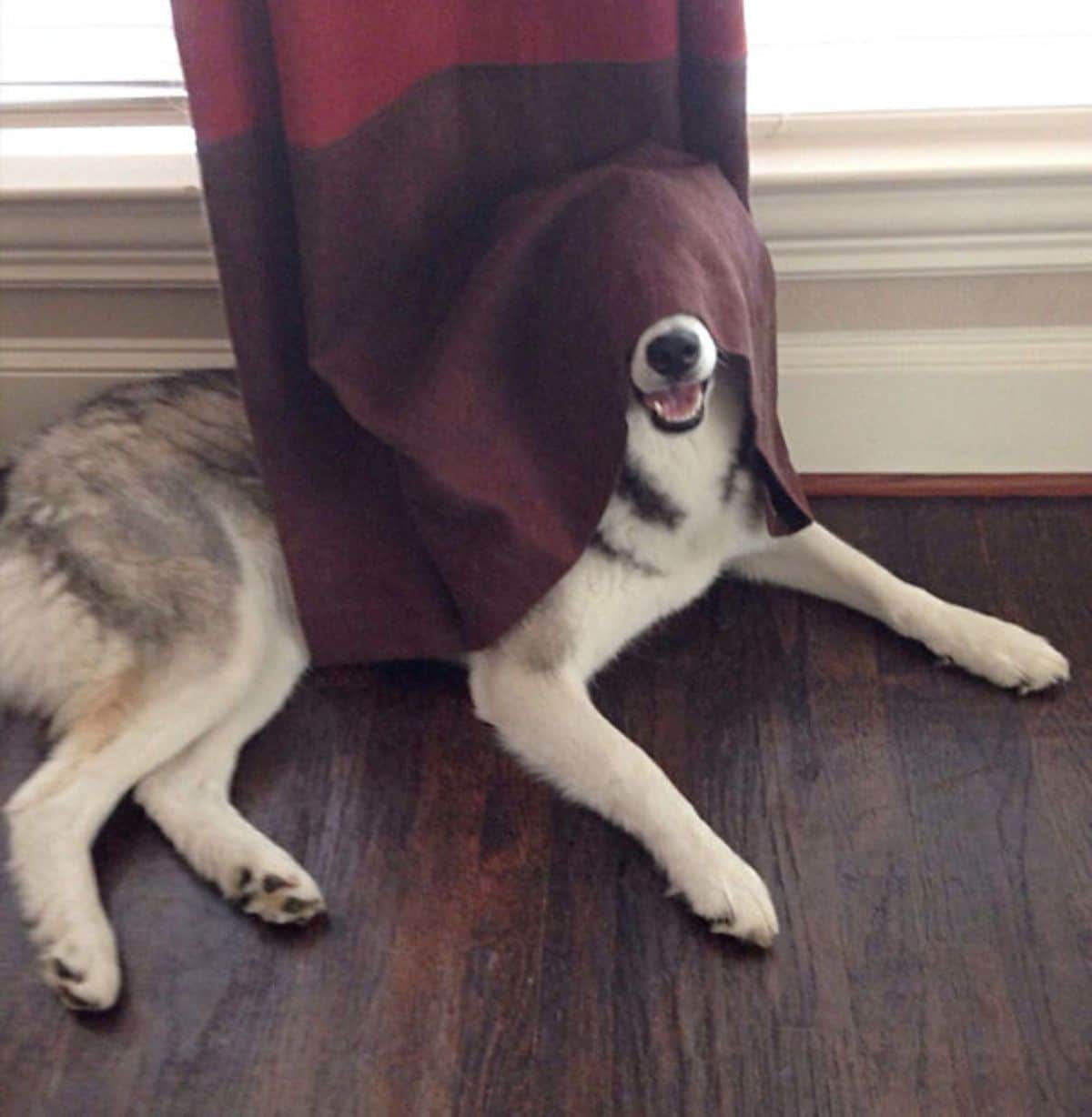 black and white dog laying by a window with a maroon and red curtain over the face showing the nose and mouth