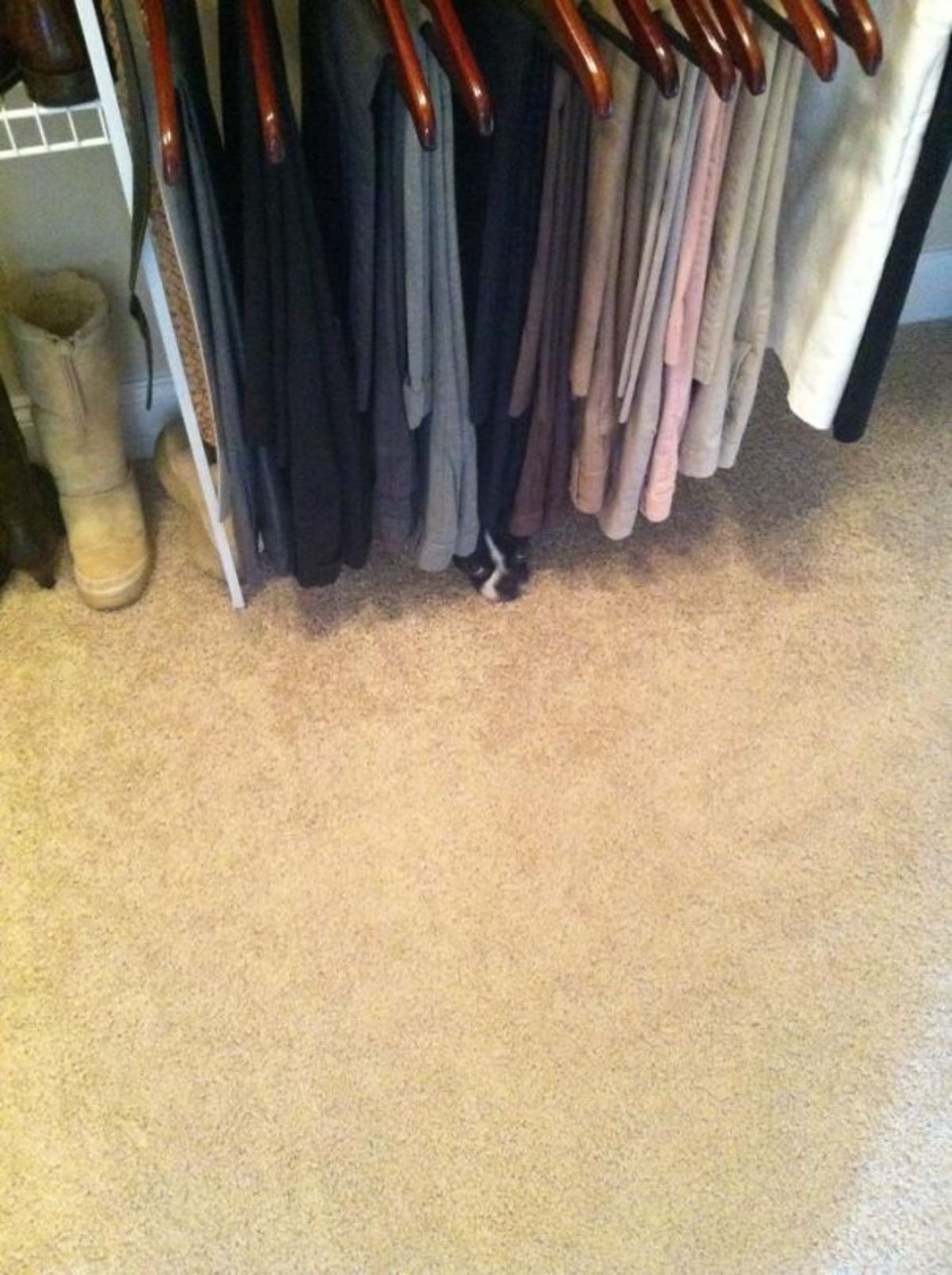 black and white dog laying on the floor under a bunch of clothes hanging from a rack
