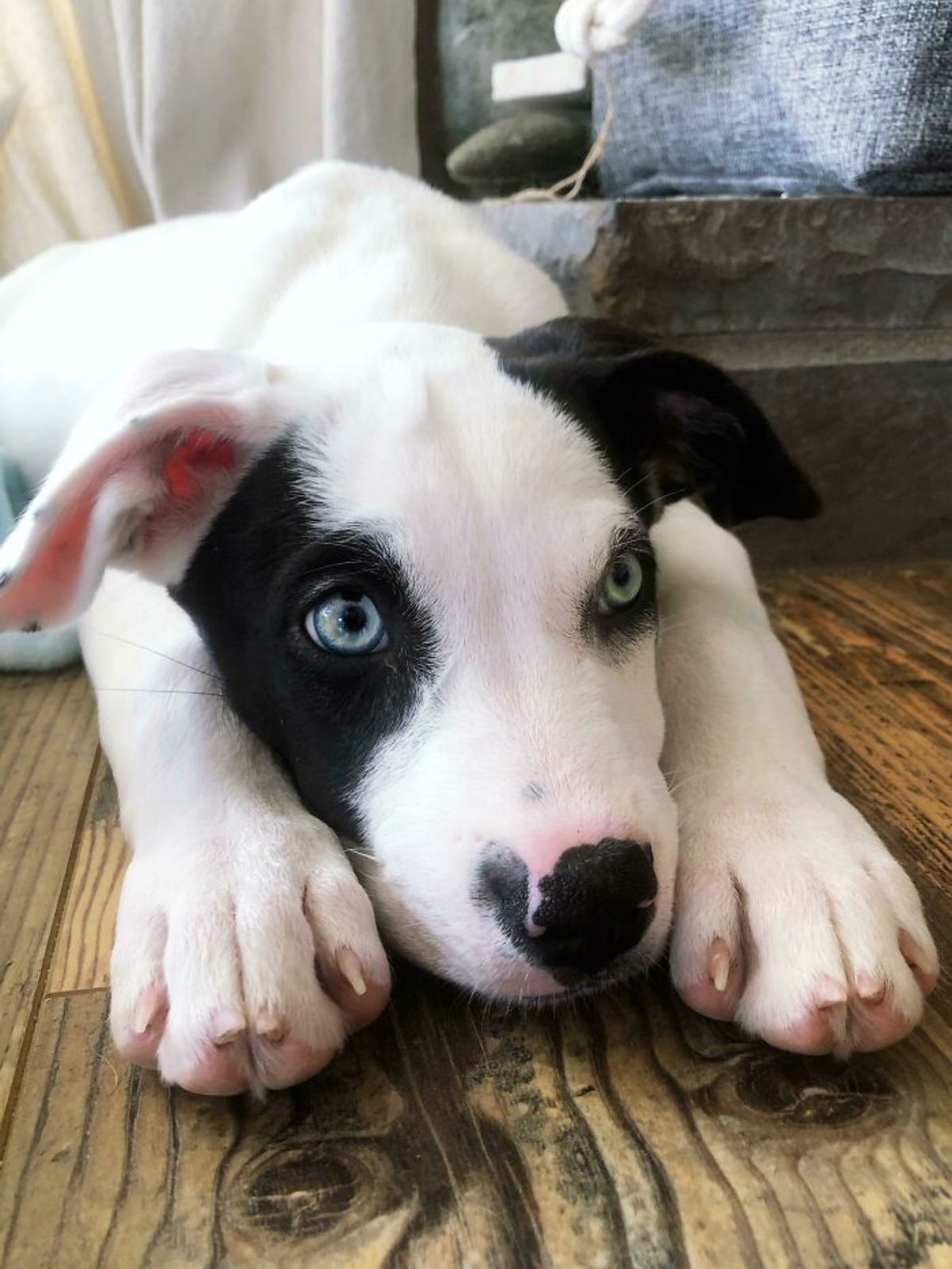 black and white dog laying on the floor
