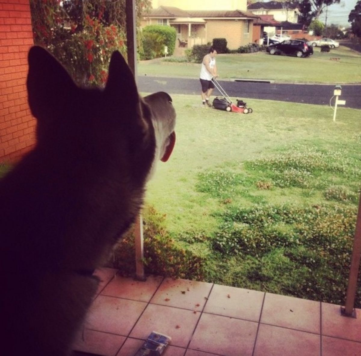 black and white dog licking a glass with someone mowing the lawn outside