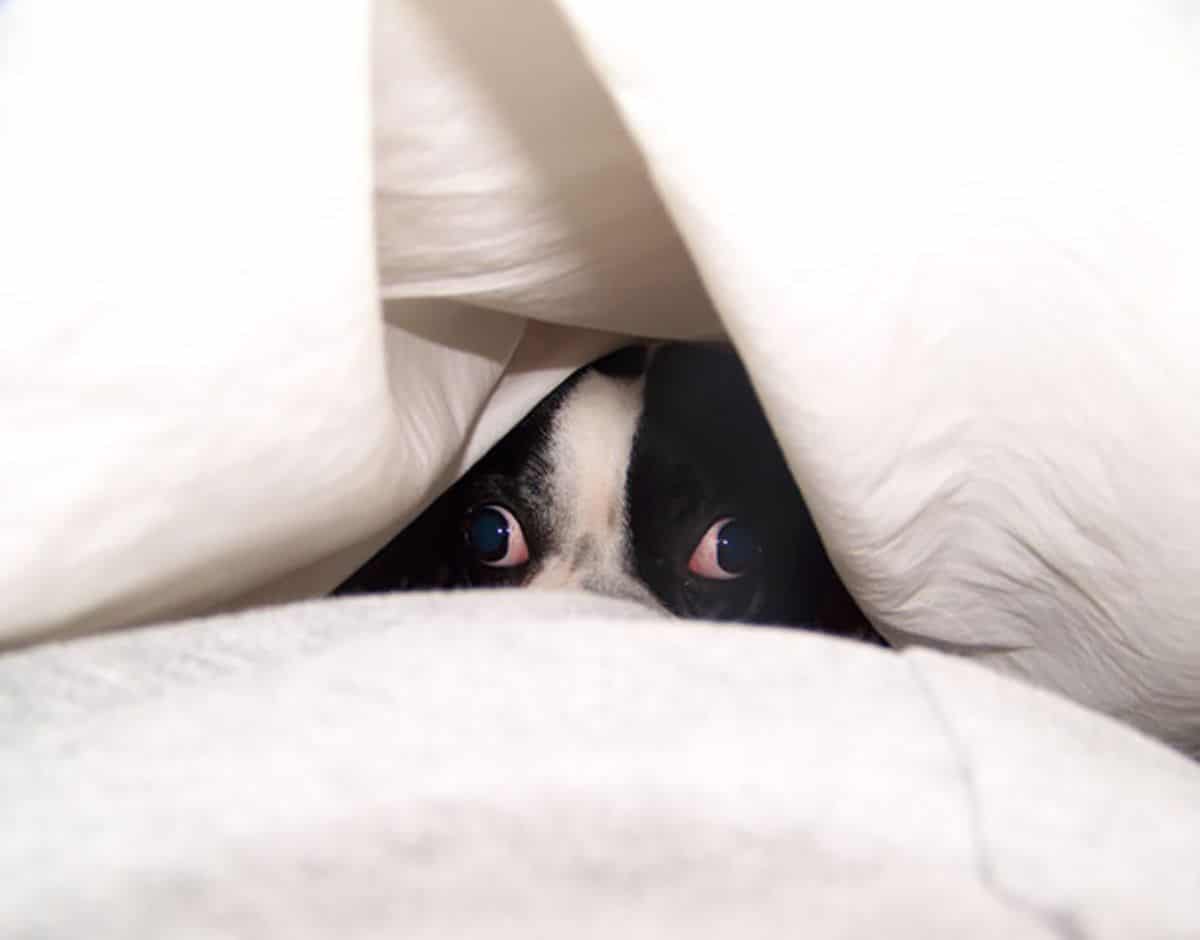 black and white dog peeking from inside a white blanket
