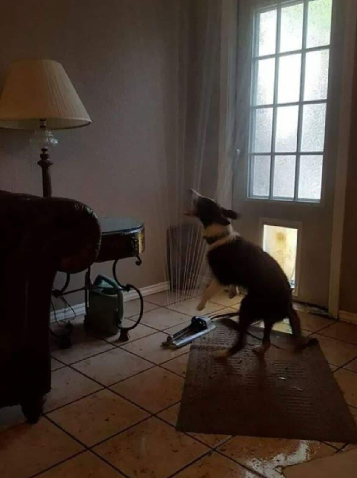 black and white dog playing with a sprinkler dragged inside a house