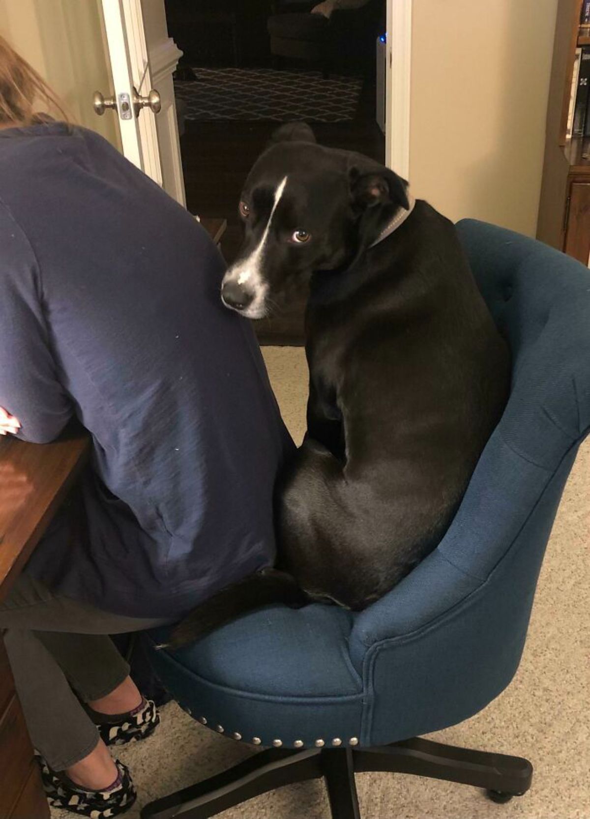 black and white dog sitting on a blue office chair with a woman sitting at the edge of it