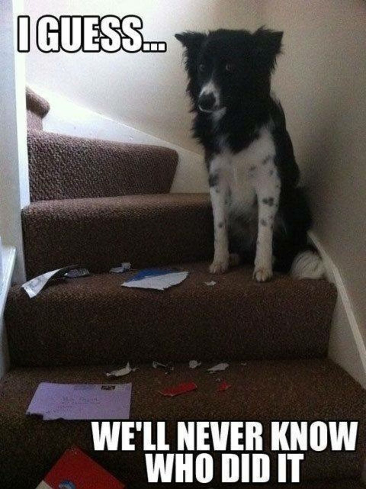 black and white dog sitting on stairs next to ripped up mail