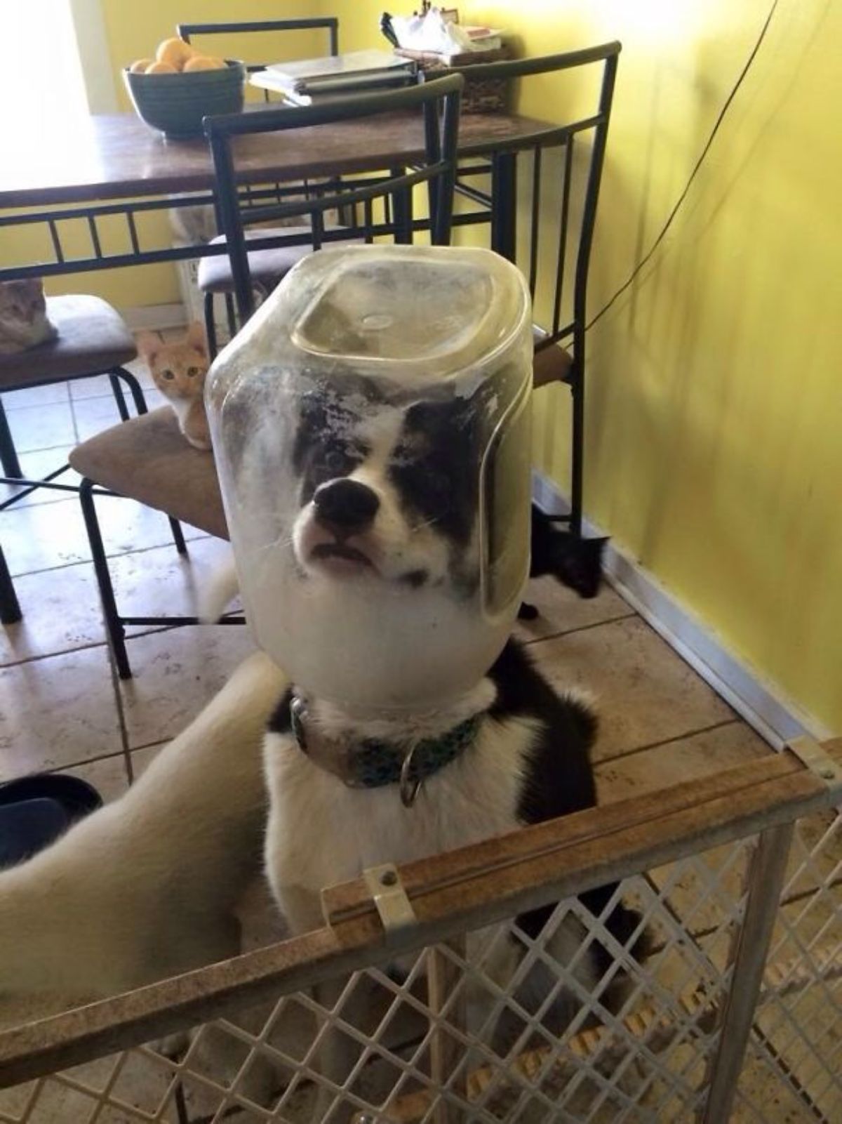 black and white dog sitting on the floor with the head stuck inside a large empty plastic bottle