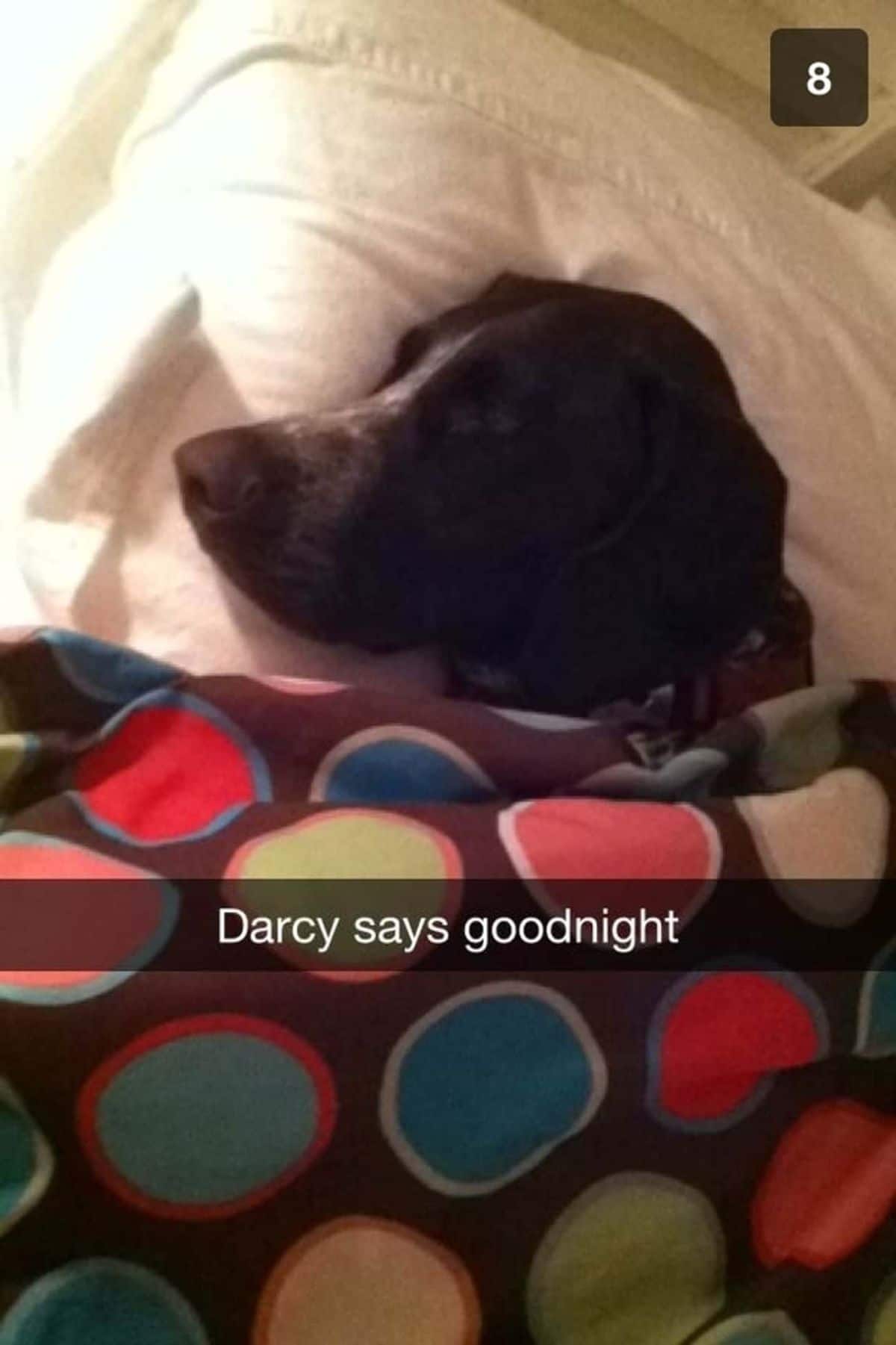 black and white dog sleeping sideways on white bed under a brown and colourful blanket with the caption Darcy says goodnight