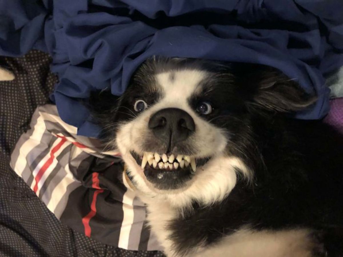 black and white dog smiling with the teeth showing