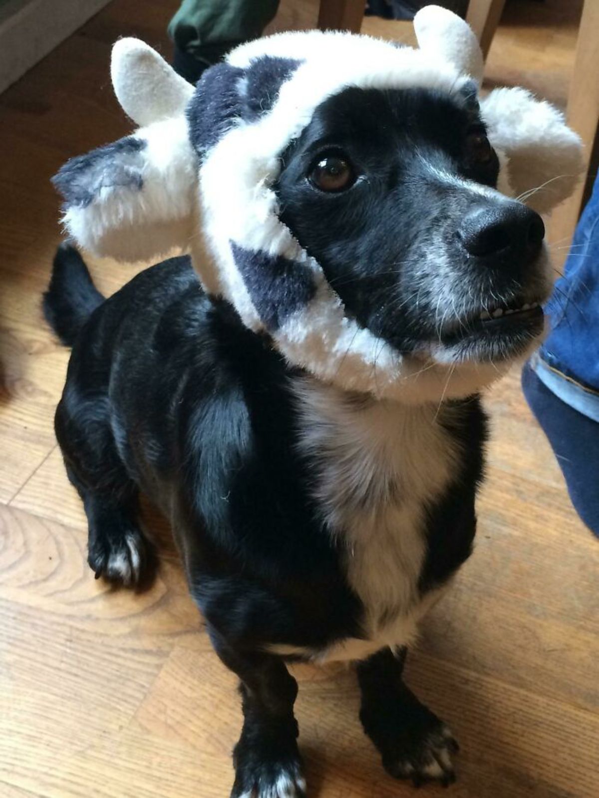 black and white dog standing with a black and white cow hat like a hairband around the head
