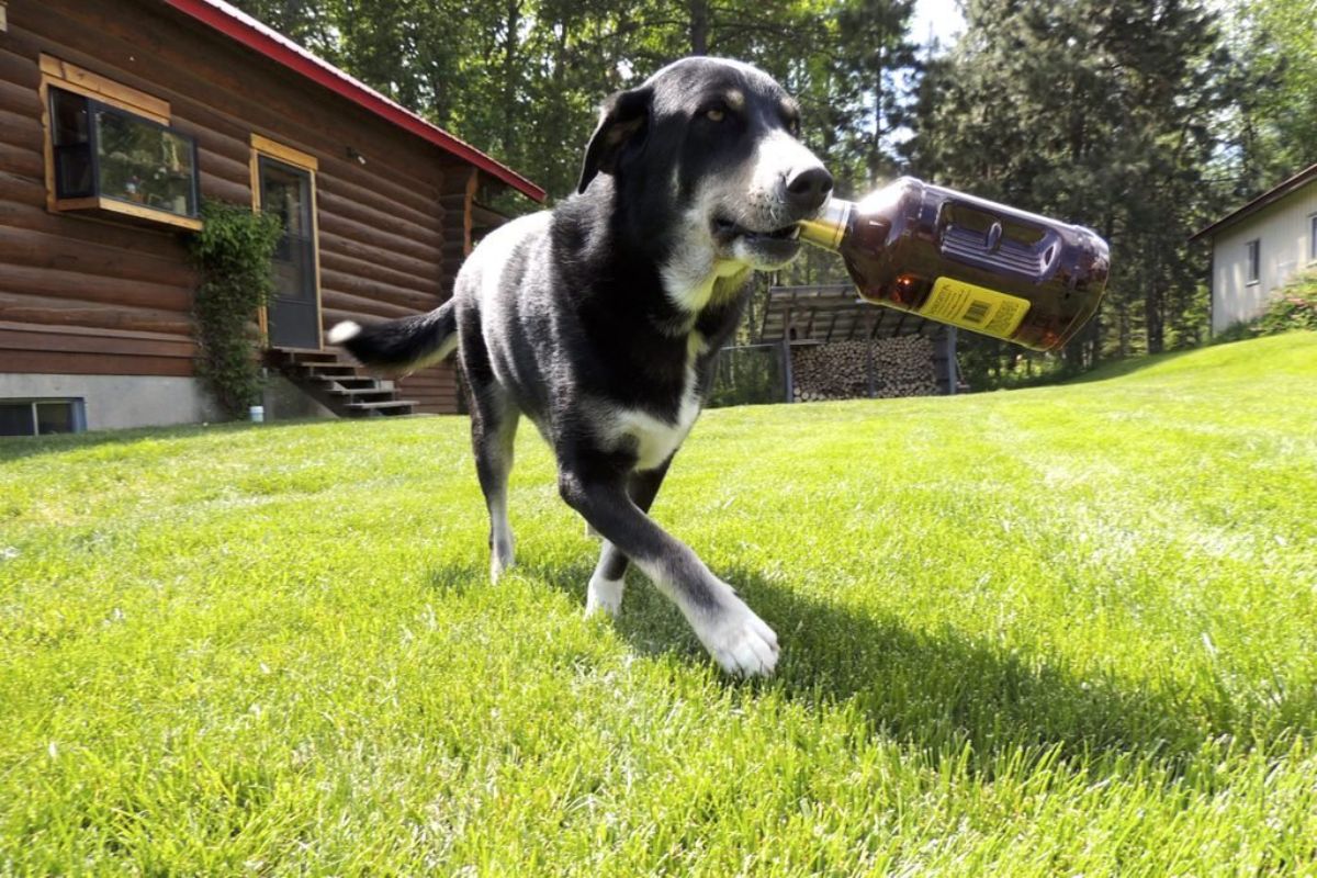 black and white dog walking on grass walking off with a full bottle of alcohol