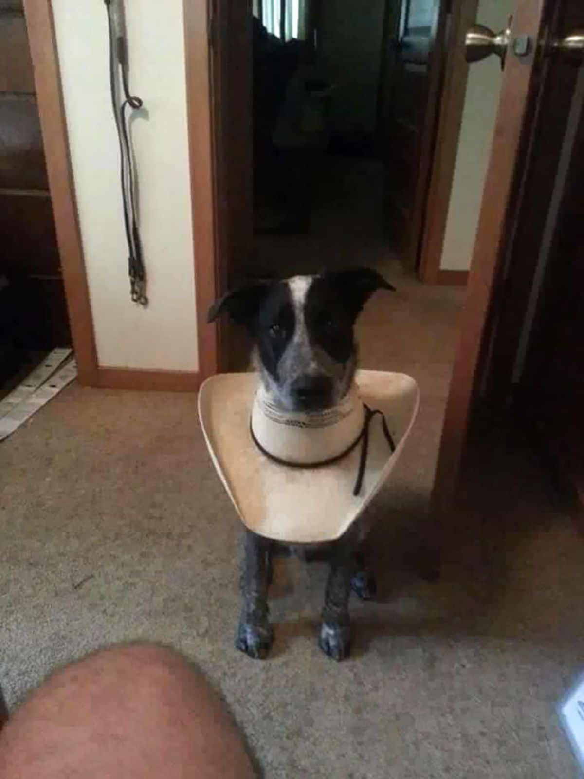 black and white dog wearing a white cowboy hat around the neck