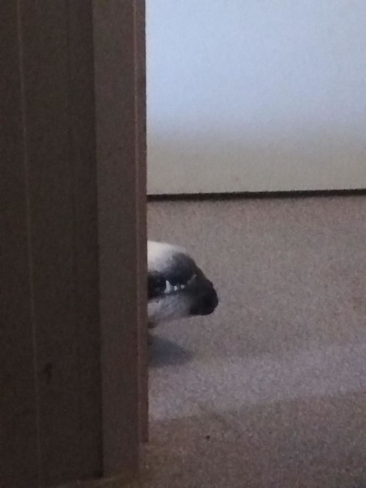 black and white dog's upside down snout showing from around a corner with some teeth showing