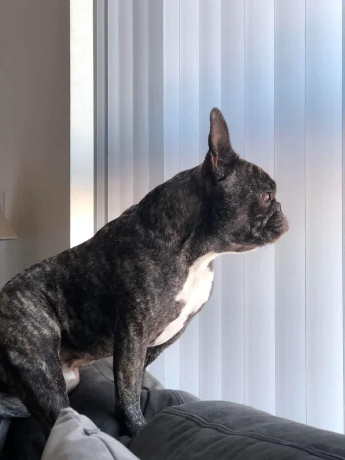 black and white french bulldog sitting on the top of a black sofa and looking through white blinds