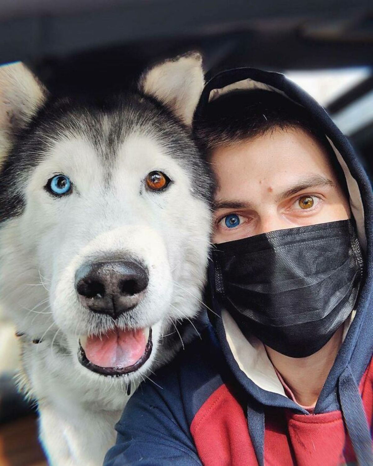 black and white husky and man with 1 blue eye and 1 brown eye each