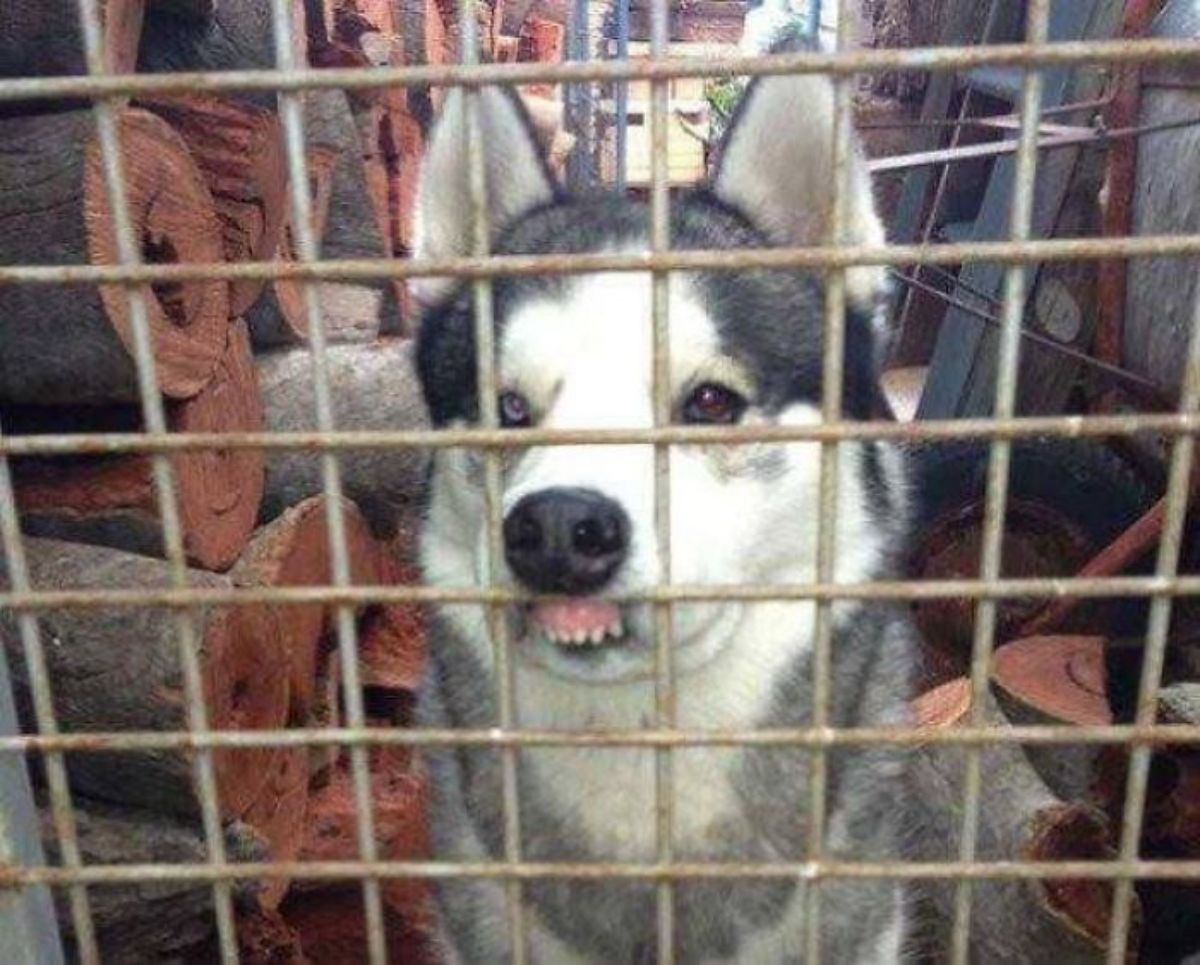 black and white husky behind a gence with the mouth faced against the grill showing the top teeth