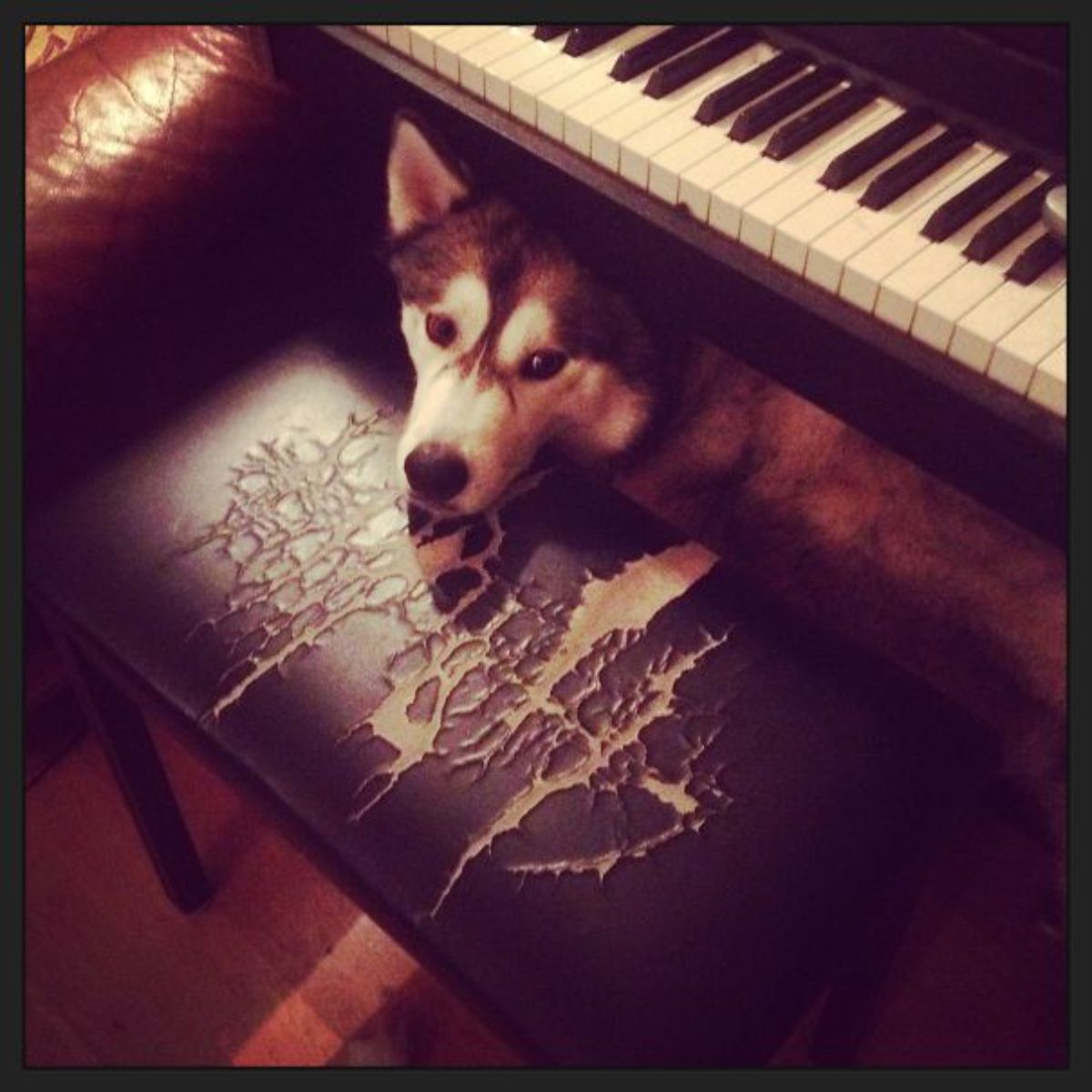 black and white husky hiding under a piano behind a black piano stool