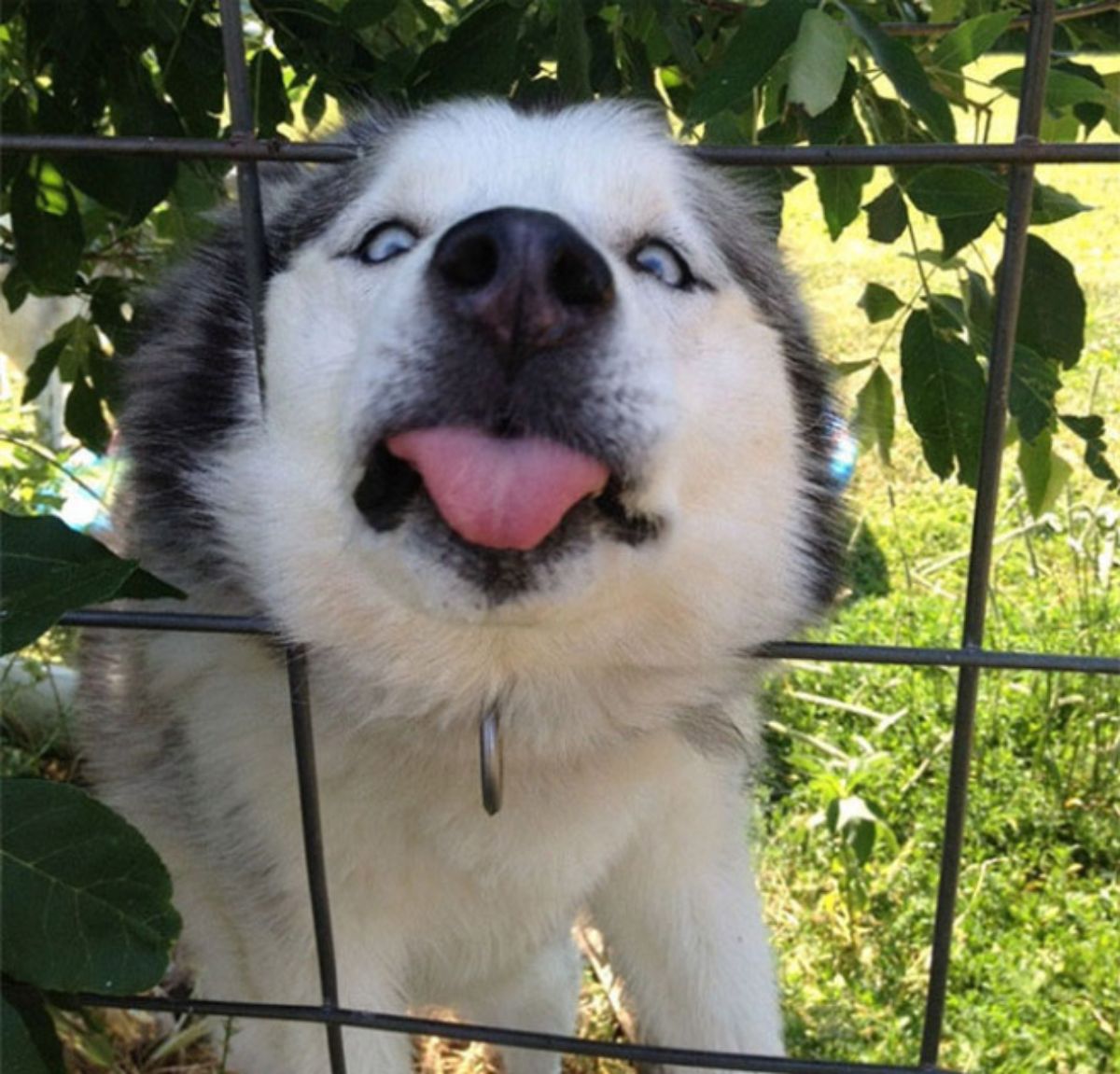 black and white husky in a garden with the head through a square gap in a fence and the tongue is sticking out slightly