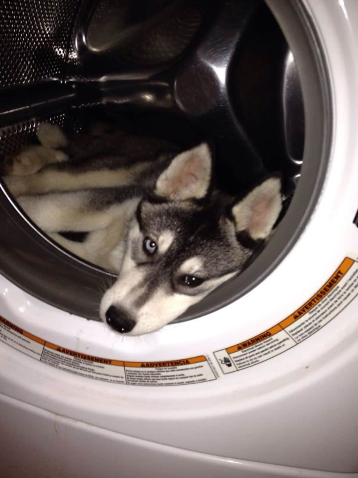 black and white husky inside a washing machine